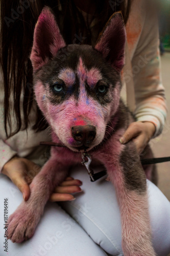 Holi Dog. Husky on the holiday of spring and colors Holi. The dog is decorated with multicolored paints. photo