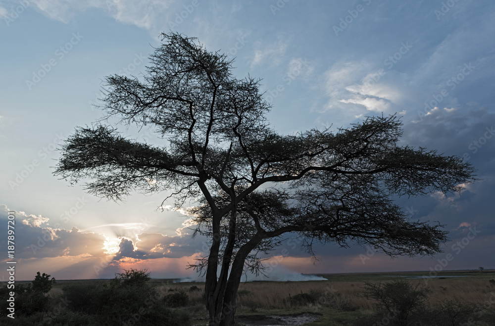 Steppe fire at sunset on Chobe River in Botswana Steppe fire at sunset on Chobe River in Botswana