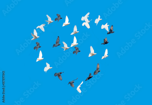 Black & White doves makes form the shape of the heart