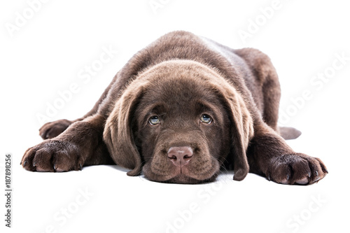 Fototapeta Naklejka Na Ścianę i Meble -  Brauner Labrador Retriever Welpe liegt frontal und sieht müde erschöpft krank aus