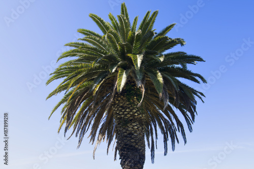 Phoenix canariensis Canary Island date palm photo