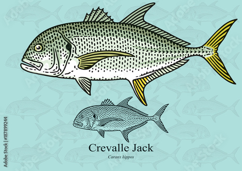 Crevalle Jack. Vector illustration for artwork in small sizes. Suitable for graphic and packaging design, educational examples, web, etc.