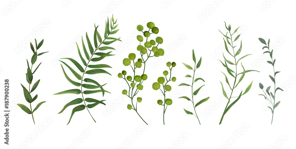 Vector designer elements set collection of green forest fern, tropical palm green berry greenery art foliage natural leaves herbs in watercolor style. Decorative beauty elegant illustration for design