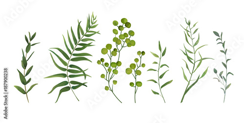 Vector designer elements set collection of green forest fern, tropical palm green berry greenery art foliage natural leaves herbs in watercolor style. Decorative beauty elegant illustration for design