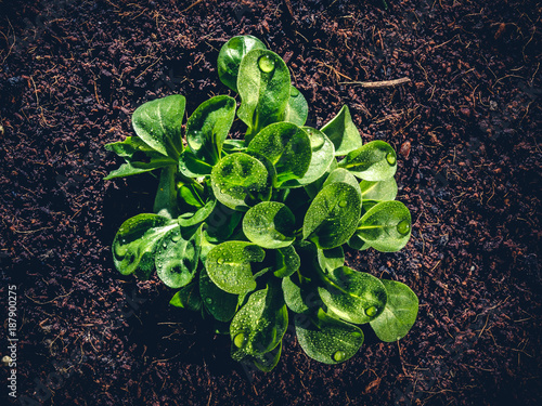 top view of field salad or corn salad after irrigation photo