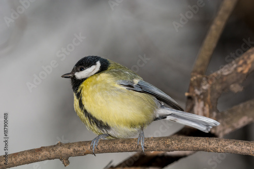The great tit (Parus major) is a passerine bird in the tit family Paridae © popovj2