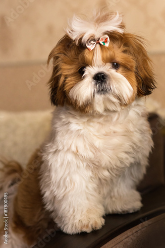 Portrait of a cute Shih Tzu dog puppy with a bow