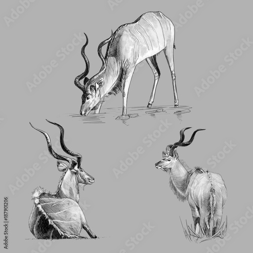 Black and white freehand sketch of kudu photo