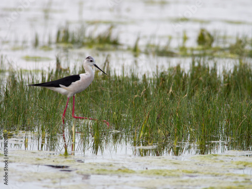 Black-winged Stilt (Himantopus himantopus) in Neusiedler See National Park