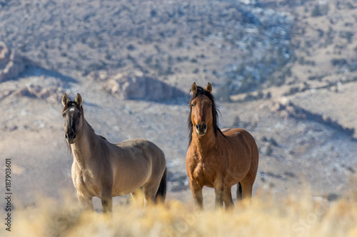 Wild Horse Stallions in the Utah Desert