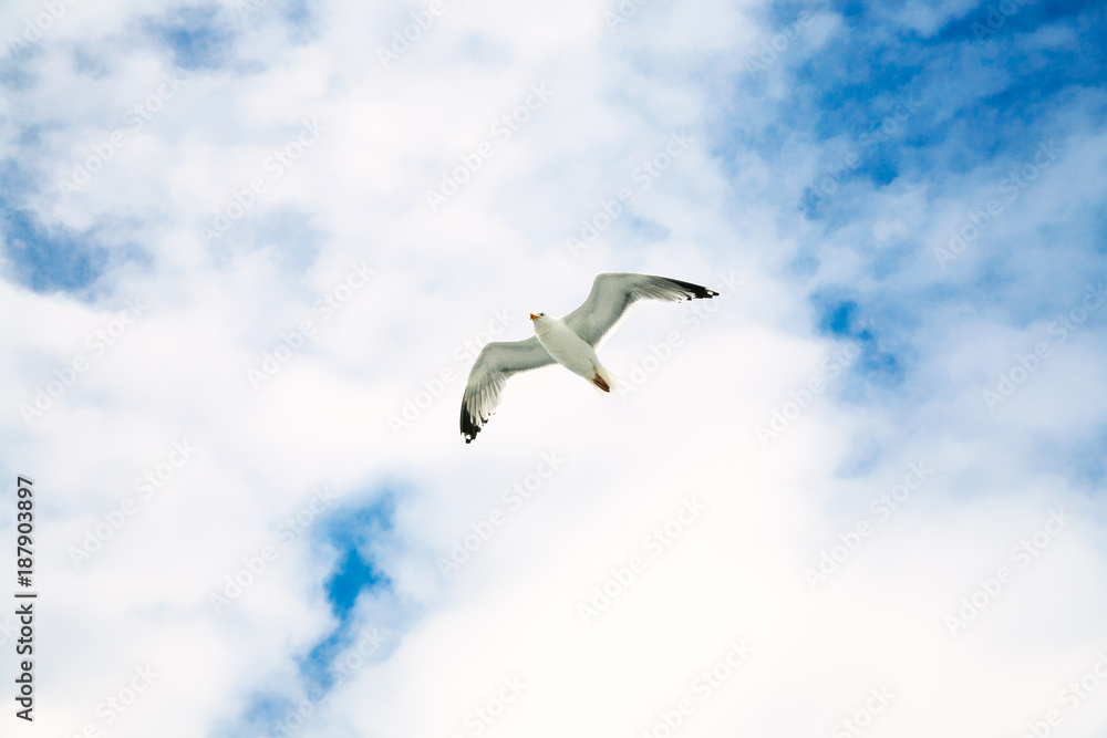 Fototapeta premium seagull soaring in blue sky with white clouds