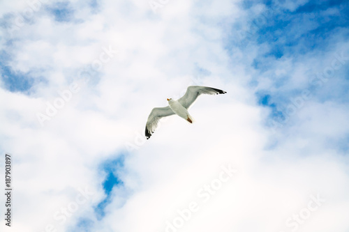 seagull soaring in blue sky with white clouds © vvoe