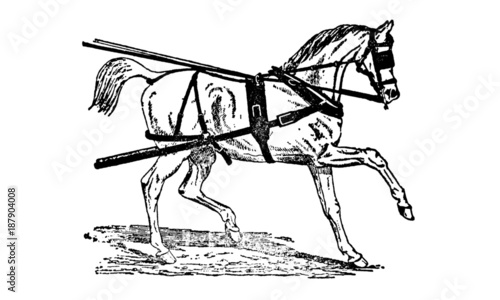 Vintage Horse Illustration