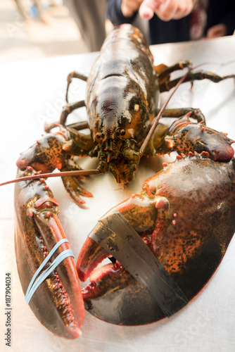 homard frais photo