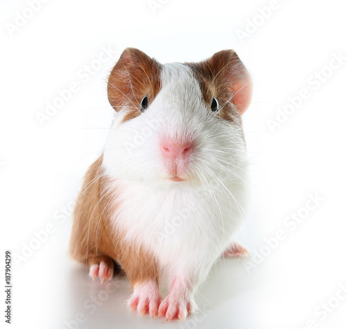 Cute little dutch guinea pig on studio white background. Isolated white pet photo. Sheltie peruvian pigs with symmetric pattern. Domestic guinea pig Cavia porcellus or cavy, is a species of rodent