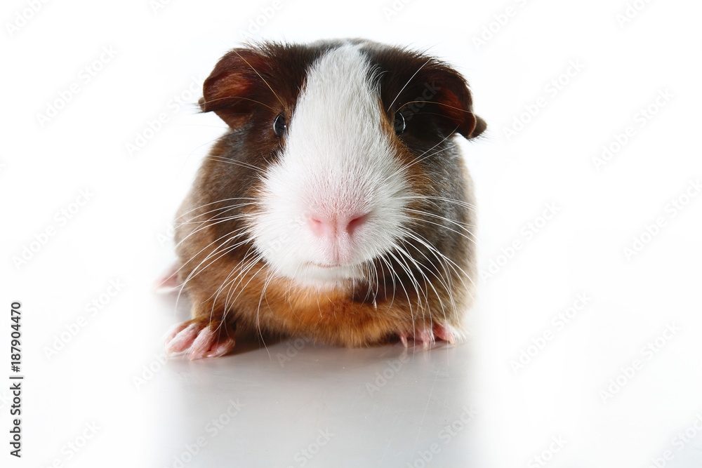 Cute little dutch guinea pig on studio white background. Isolated white pet photo. Sheltie peruvian pigs with symmetric pattern. Domestic guinea pig Cavia porcellus or cavy, is a species of rodent Cute little dutch guinea pig on studio white background. Isolated white pet photo. Sheltie peruvian pigs with symmetric pattern. Domestic guinea pig Cavia porcellus or cavy, is a species of rodent