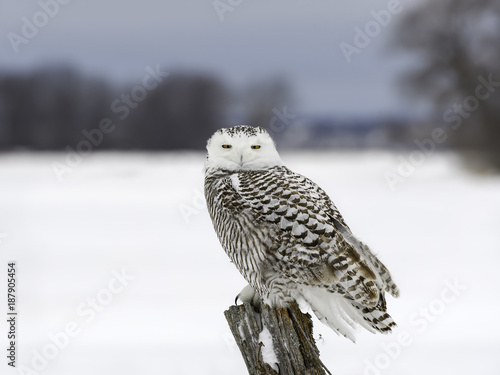 Snowy Owl Female  Sitting on Post