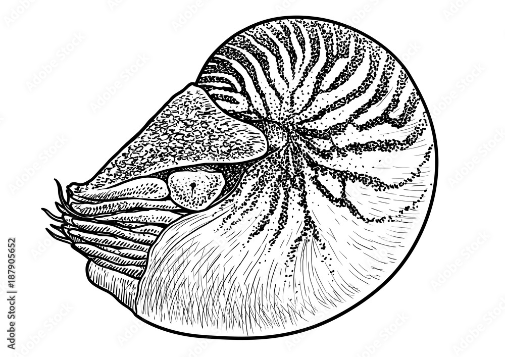 Nautilus Shell Illustration Drawing Engraving Ink Line Art Vector Stock Vector Adobe Stock