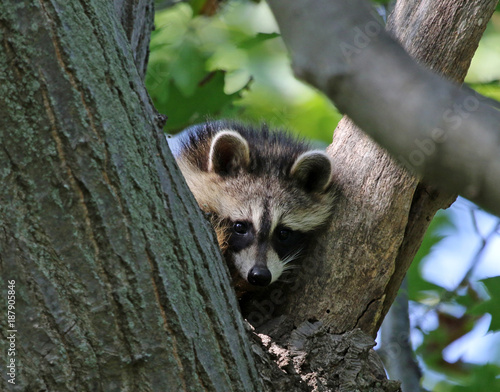 A young Raccoon ( rocyon lotor) sitting in the 'Y' of a tree.  Shot in Wheatley Provincial Park, located in Ontario, Canada.. photo