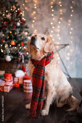 Retriever holiday, Christmas and New Year