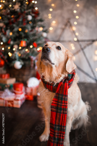 Golden Retriever holiday