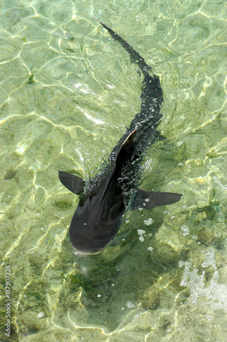 Photos Small black Shark