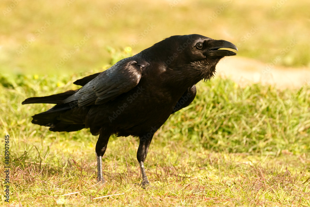 Black crow surrounded of yellow flowers Black crow surrounded of yellow flowers