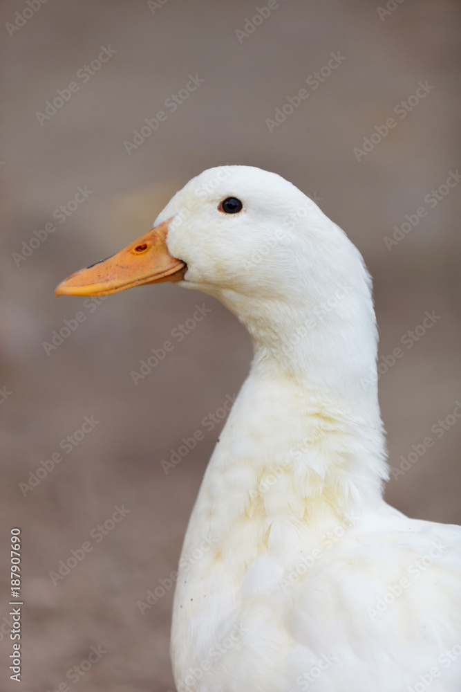 Beautiful white duck