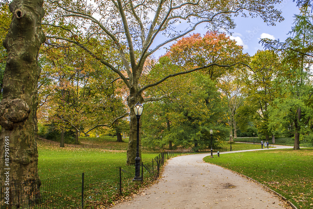 Fototapeta premium Centeral park at Manhattan