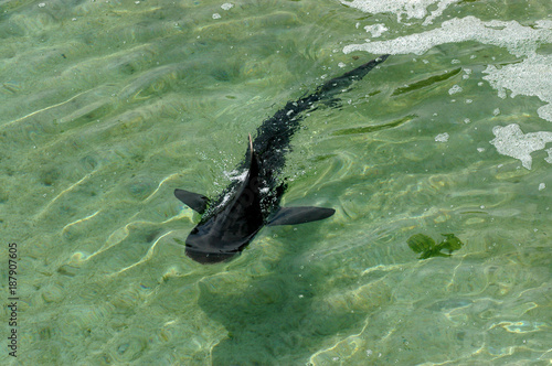 Small black Shark