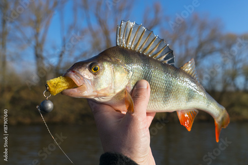 Perch in fisherman's hand
