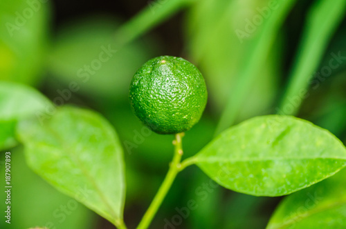 Clementine green