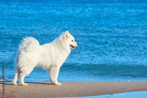 White dog Samoyed stands near the sea on a Sunny day