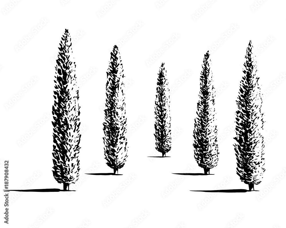 Set of Mediterranian, Italian or Tuscan cypresses illustration. Valley of  trees of different sizes. Black sihlouette of coniferous evergreen Pencil  pine isolated on white background. Stock Vector | Adobe Stock