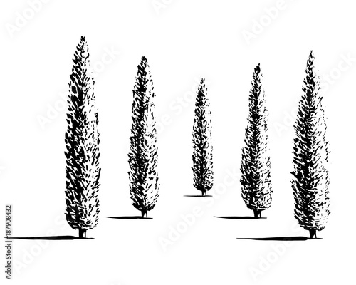 Set of Mediterranian, Italian or Tuscan cypresses illustration. Valley of trees of different sizes. Black sihlouette of coniferous evergreen Pencil pine isolated on white background.