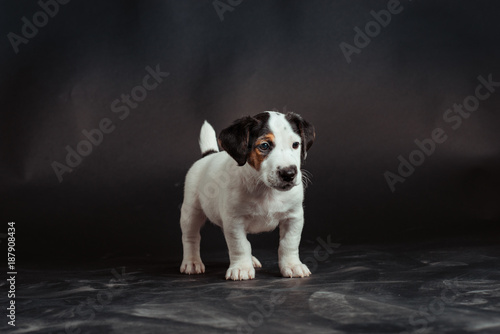 A beautiful Jack Russell isolated on black
