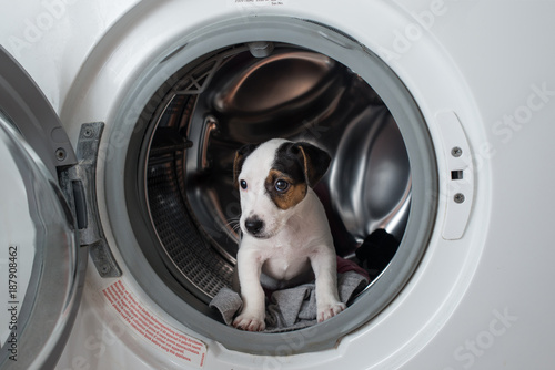 A beautiful Jack Russell in a washing machine drum.