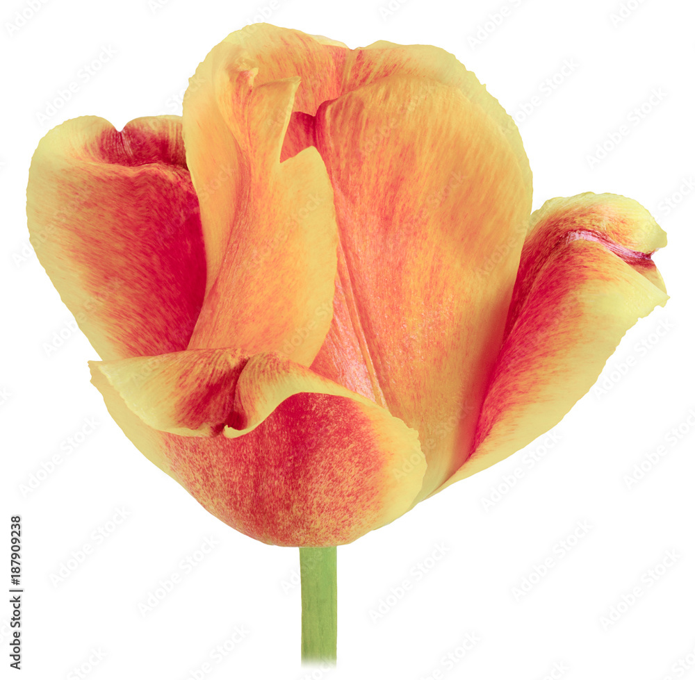 Fototapeta premium single yellow Tulip in front