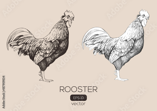 Roosters vector hand-drawn illustration