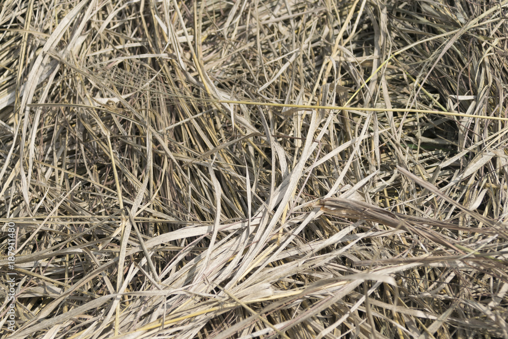 Dry grass texture in field Dry grass texture in field