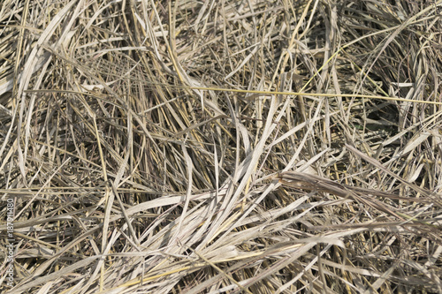 Dry grass texture in field