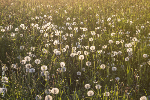 a field of ripe dandelions in sunlight