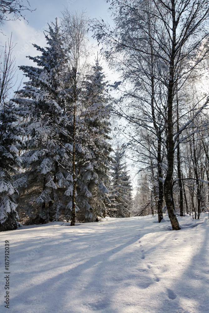 Obraz premium winter landscape with snow on trees