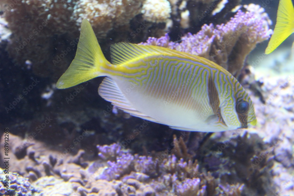 poisson blanc avec des nageoires jaunes poisson blanc avec des nageoires jaunes