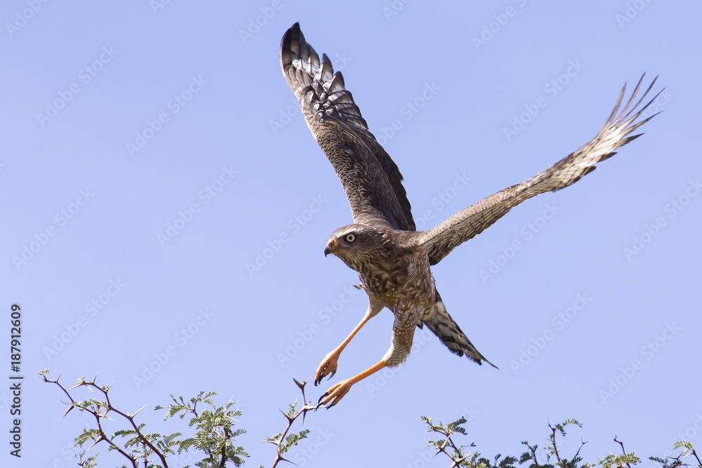 Fototapeta premium emale Pale Chanting Goshawk sitting in a tree against blue Kalahari sky