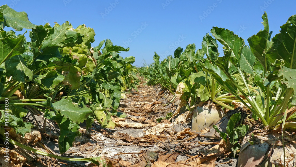 Sugar beet on agricultural field