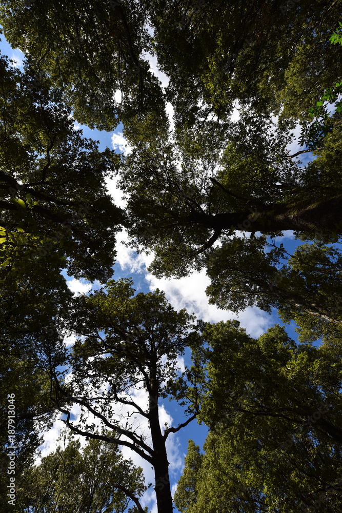 Fototapeta premium Bosco Selene - Ogliastra (Sardegna)