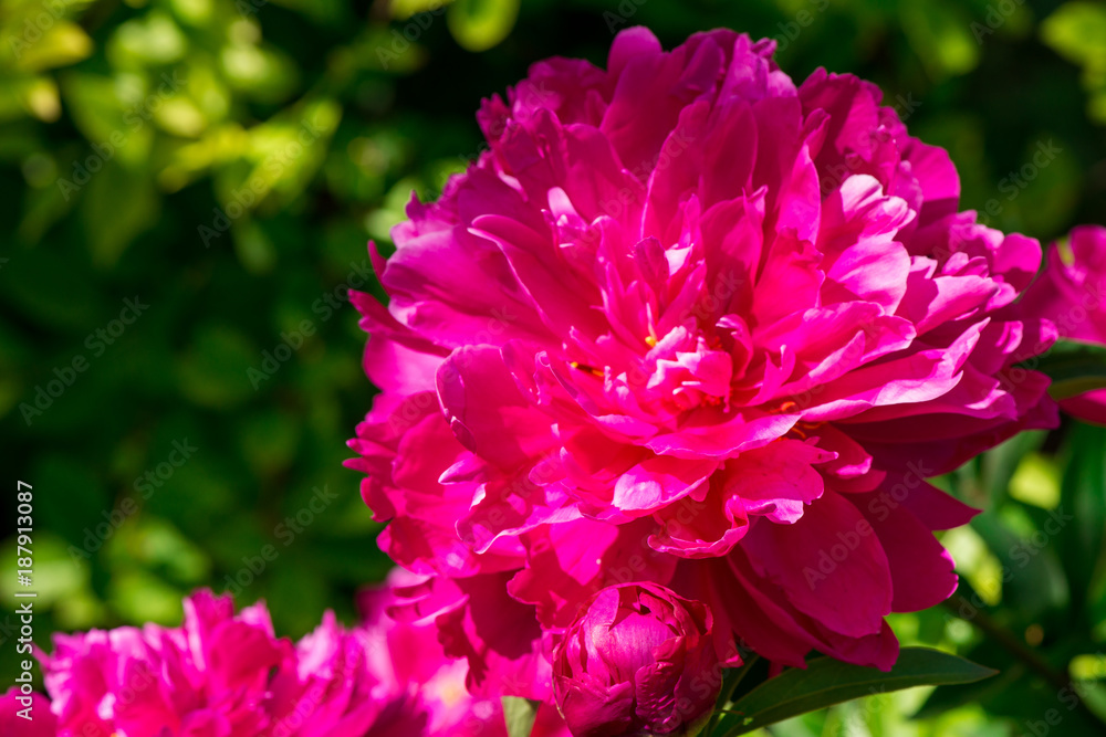 Fototapeta premium peony closeup