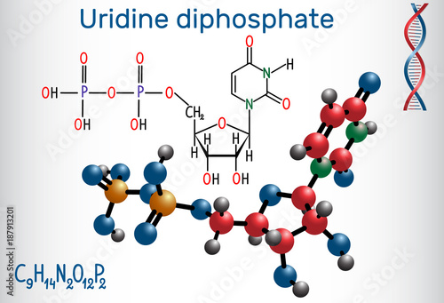 Uridine diphosphate (UDP) nucleotide molecule. Structural chemical formula and molecule model