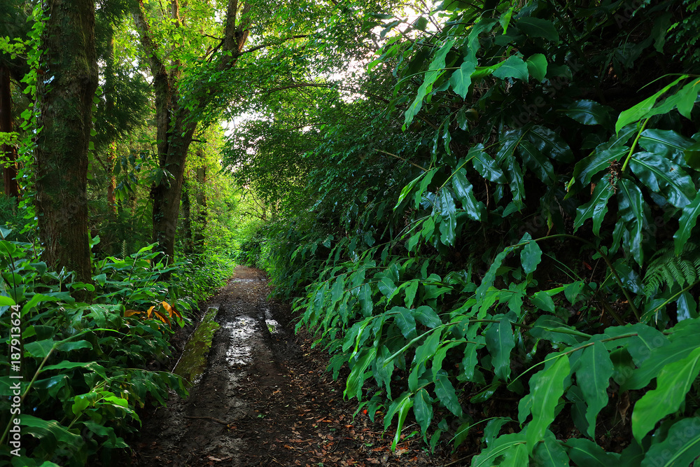 Green forest in Sete cidades, Sao Miguel island, Azores, Portugal, Europe